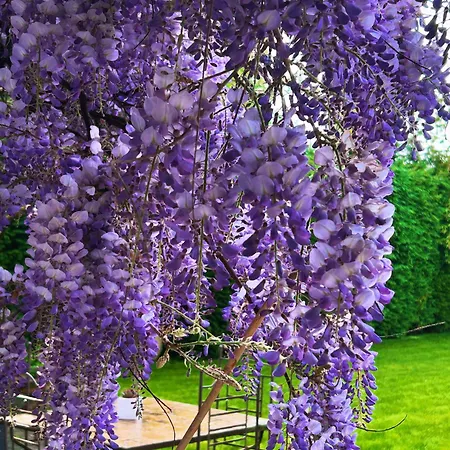 Plagniau Bed & Breakfast 4*
